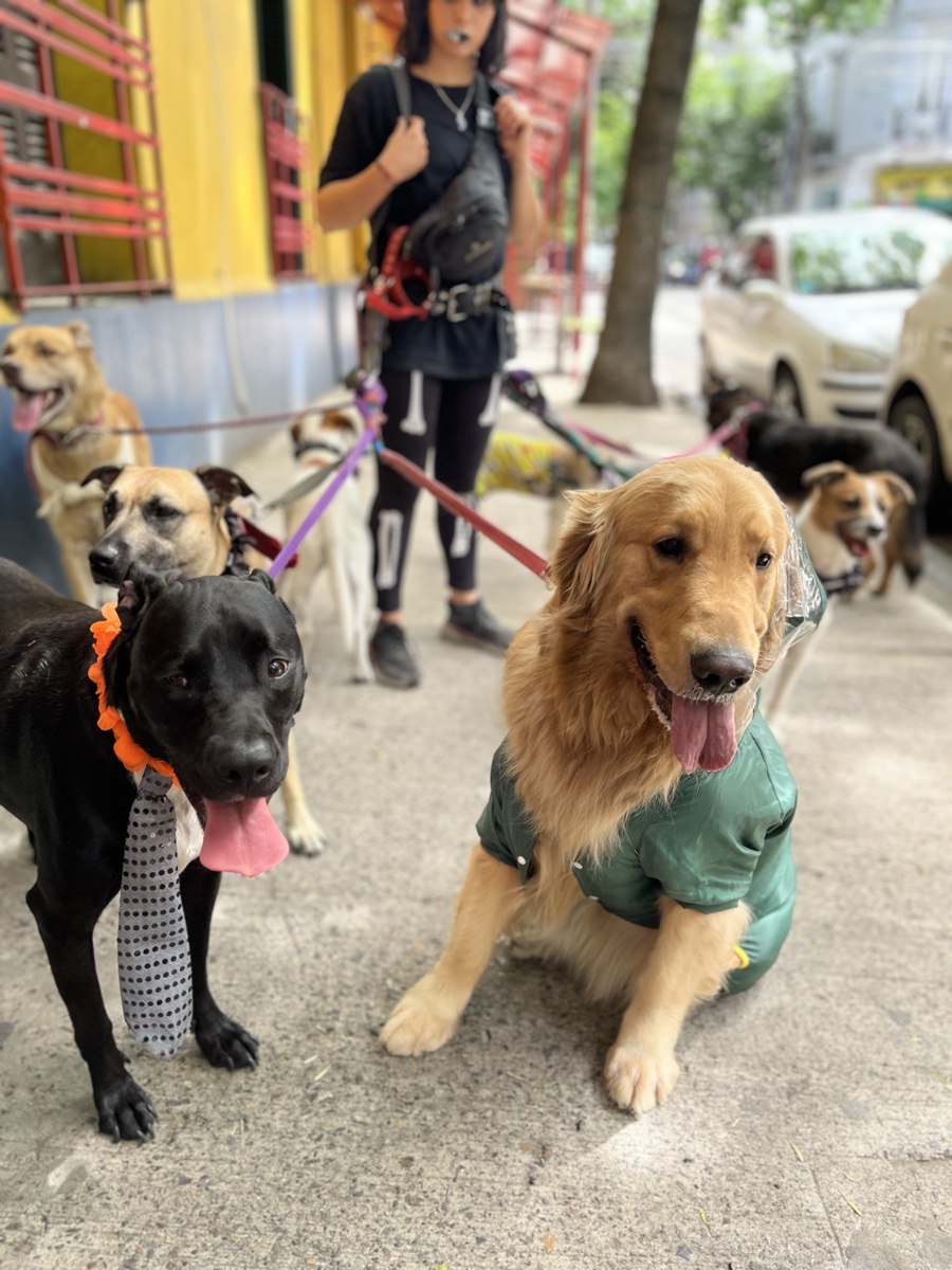 Guardería canina