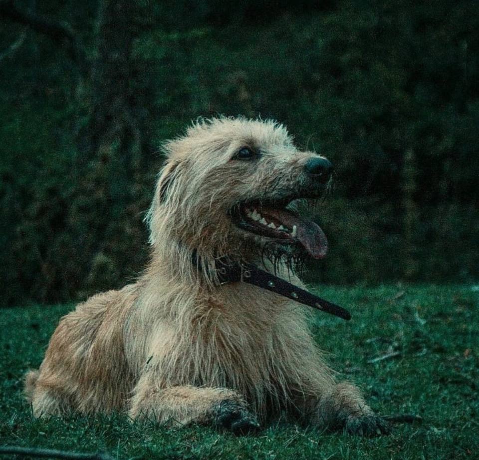 El peludo