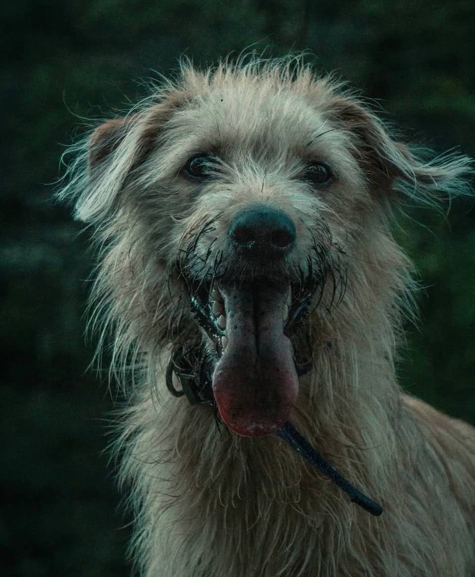 Perro feliz